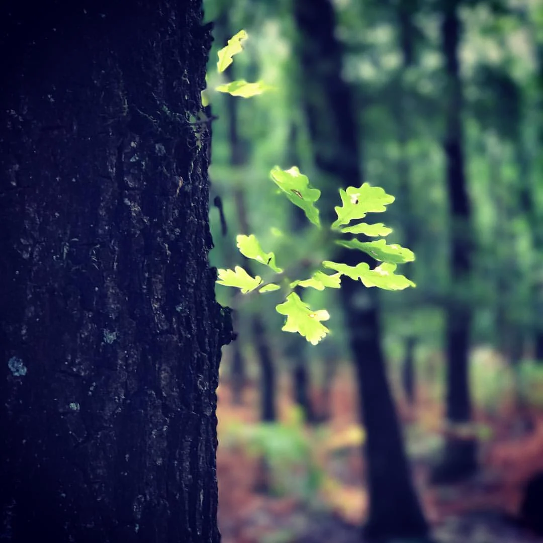Sunleafs (love the new beta portrait camera mode on the 7Plus) #iphone7plus #depthoffield #nature #sun #tree #leafs #radiokootwijk