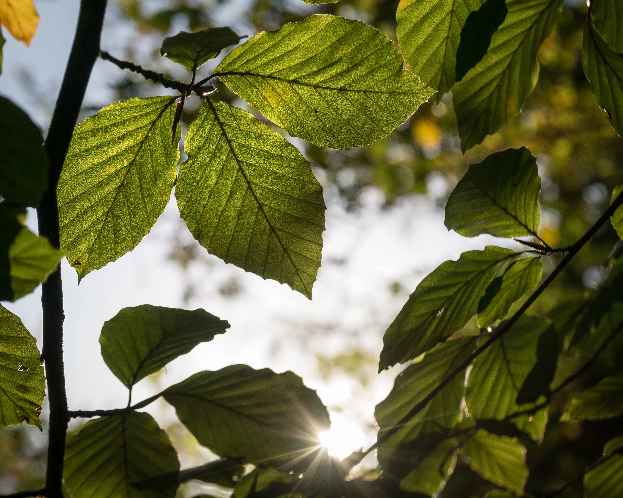 Autumn Light