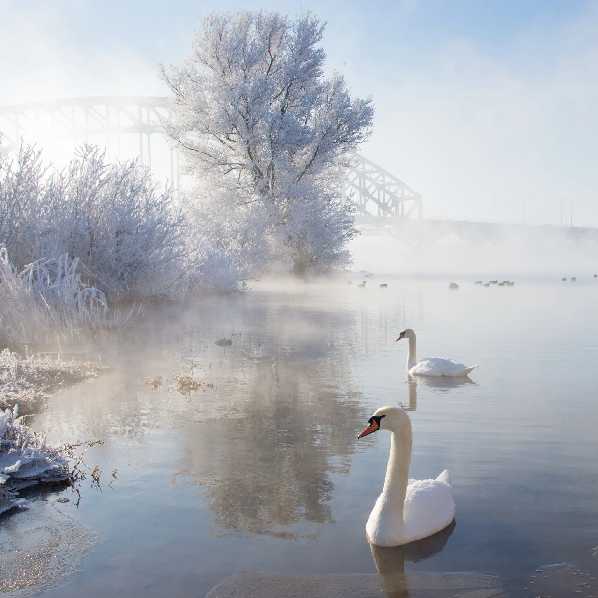 Swan Lake
