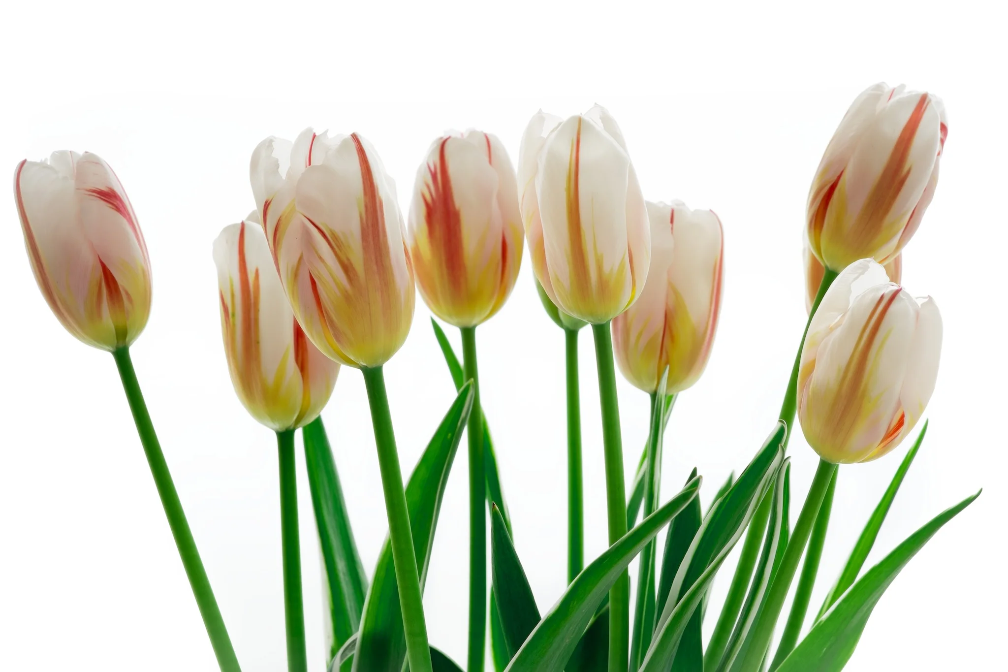 Tulips on Fire