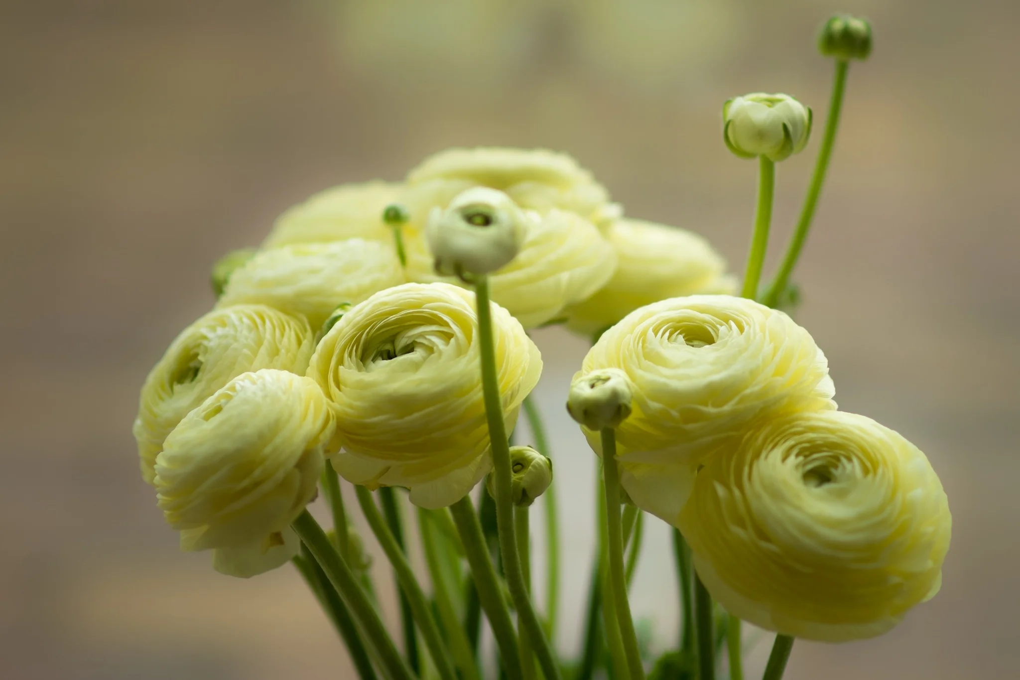 Ranunculus