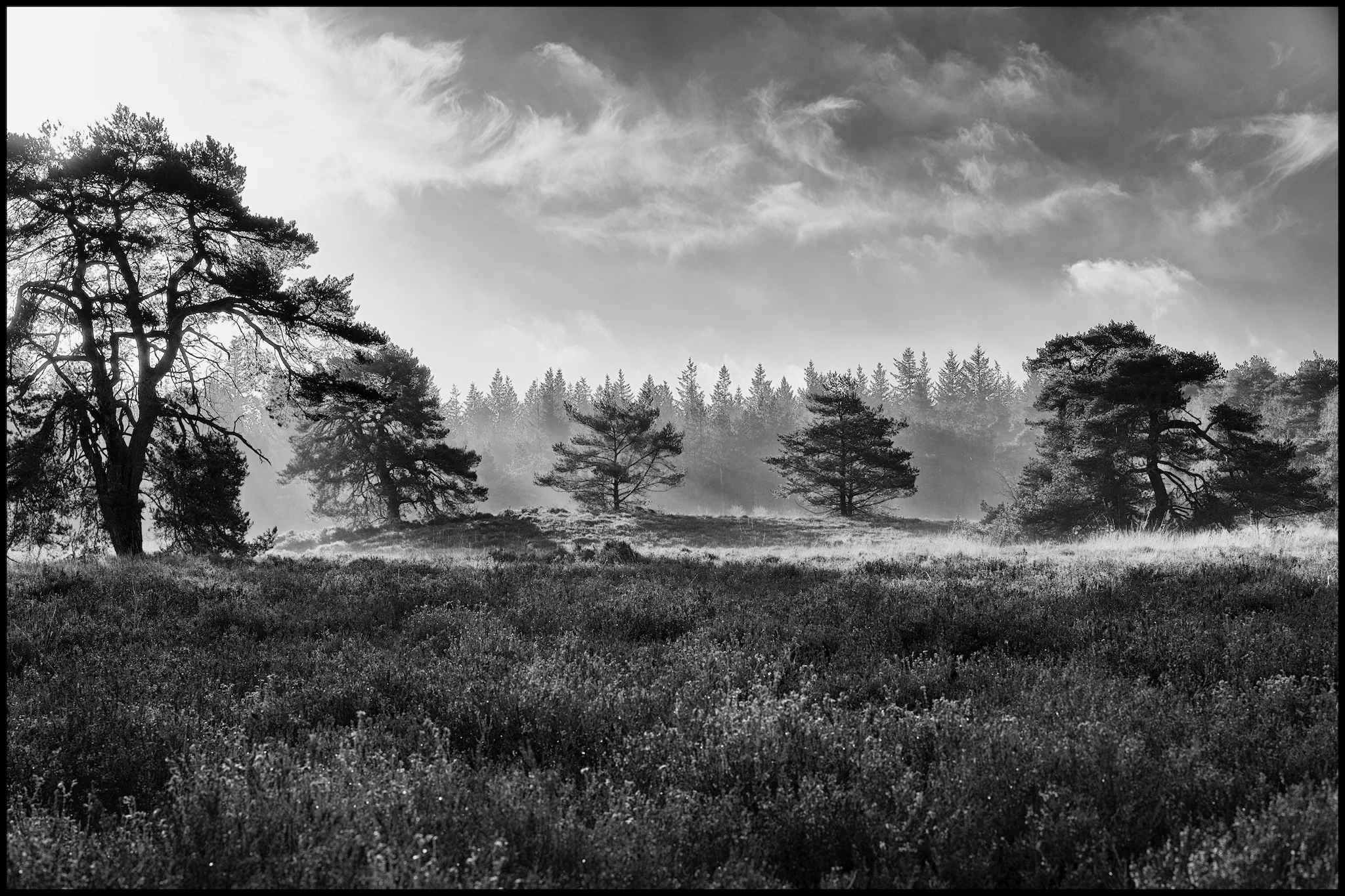 Early in the morning on the heath