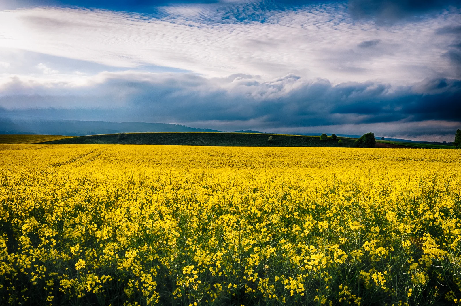Early morning rapeseed fields