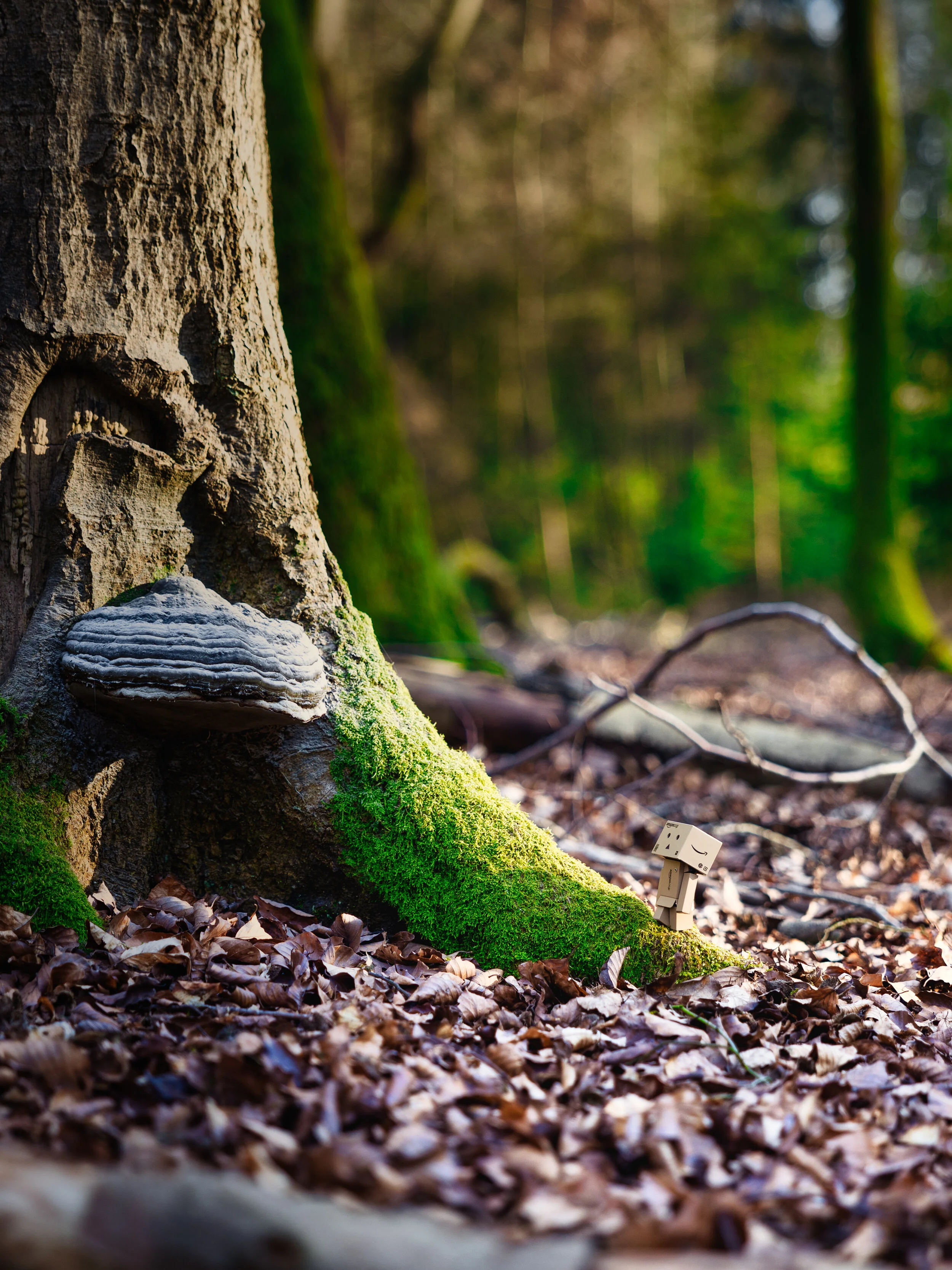 Wandering through the forest (Danbo)