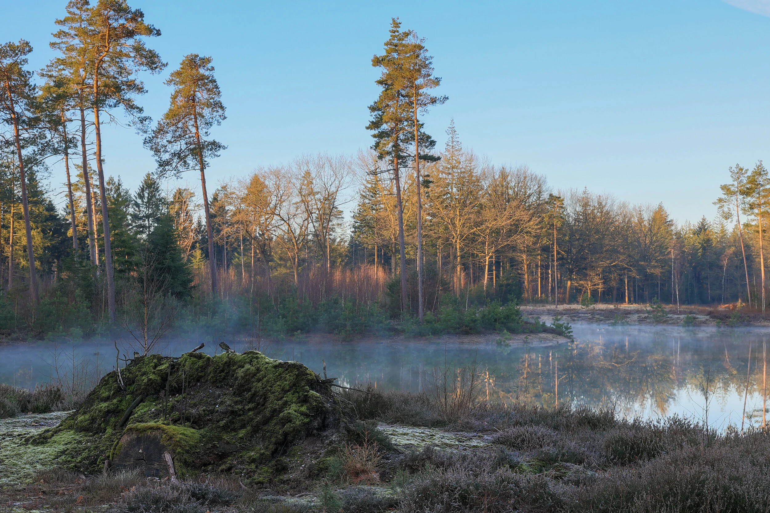 Sunrise fen