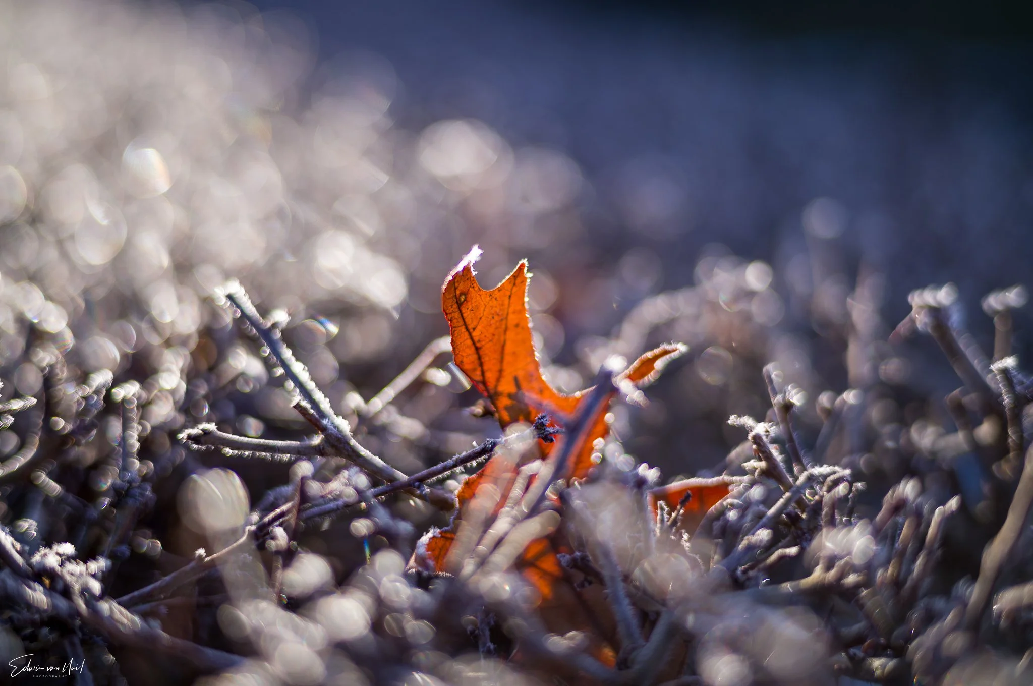 Winter Bokeh