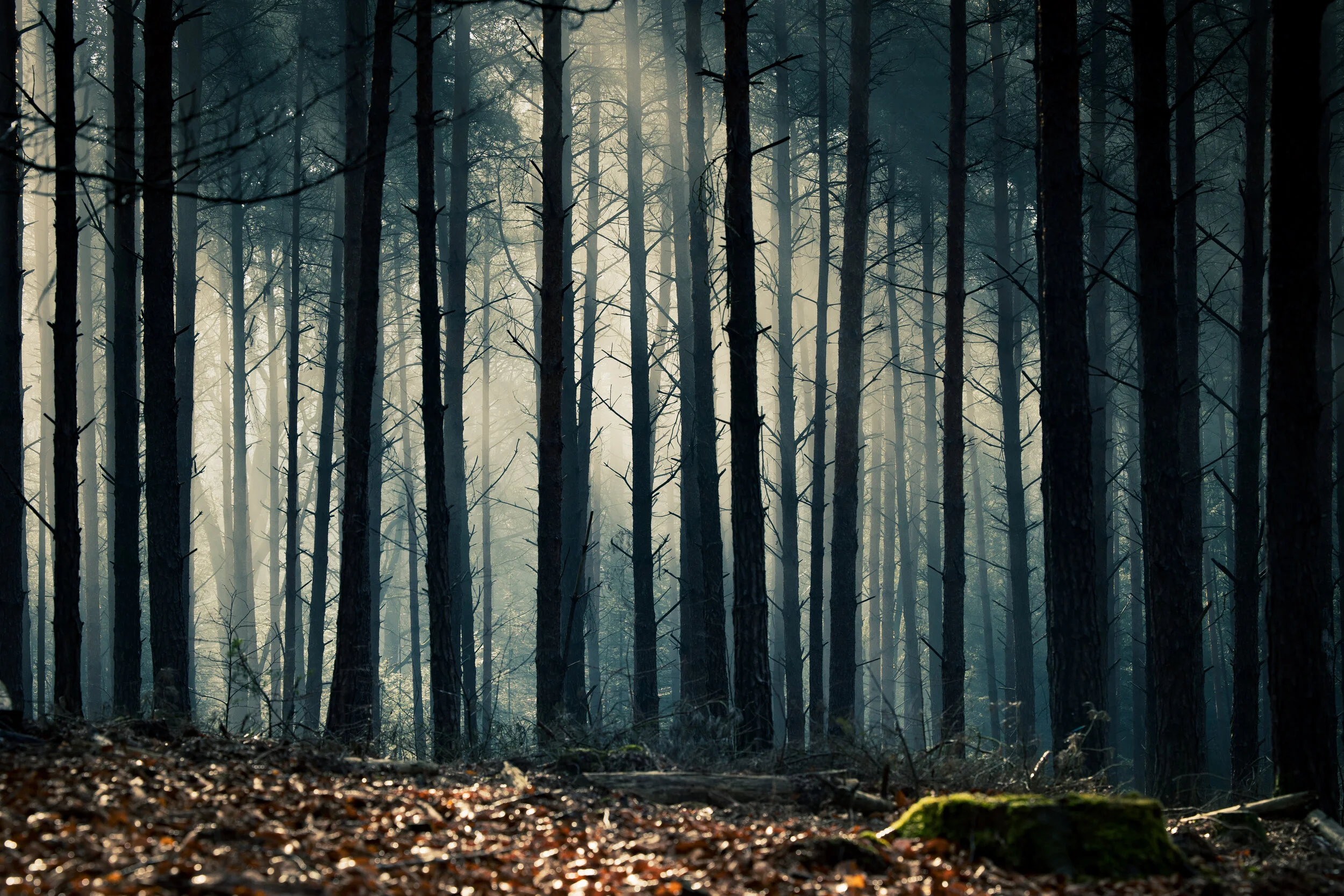 Misty morning in the forest