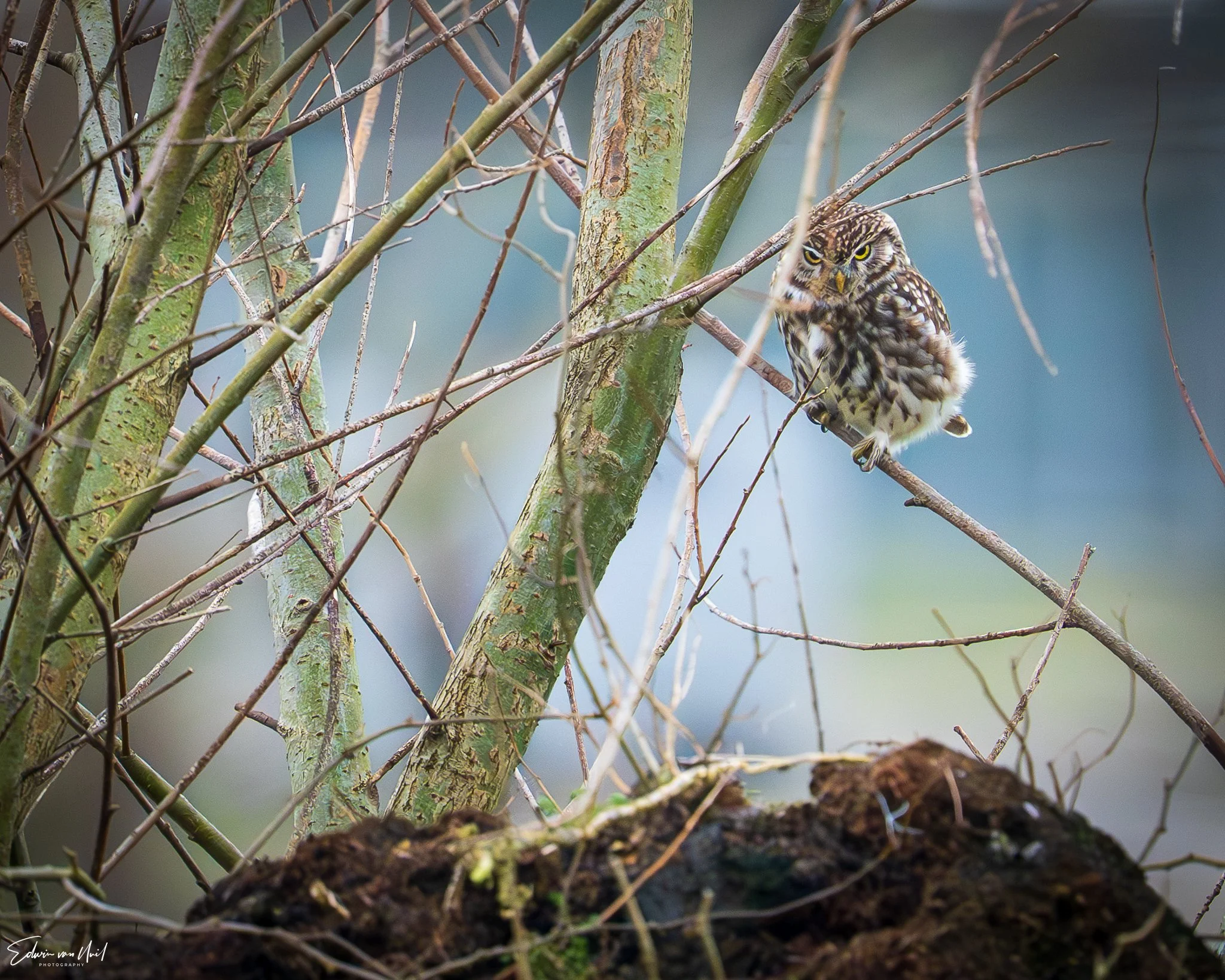 Little Owl