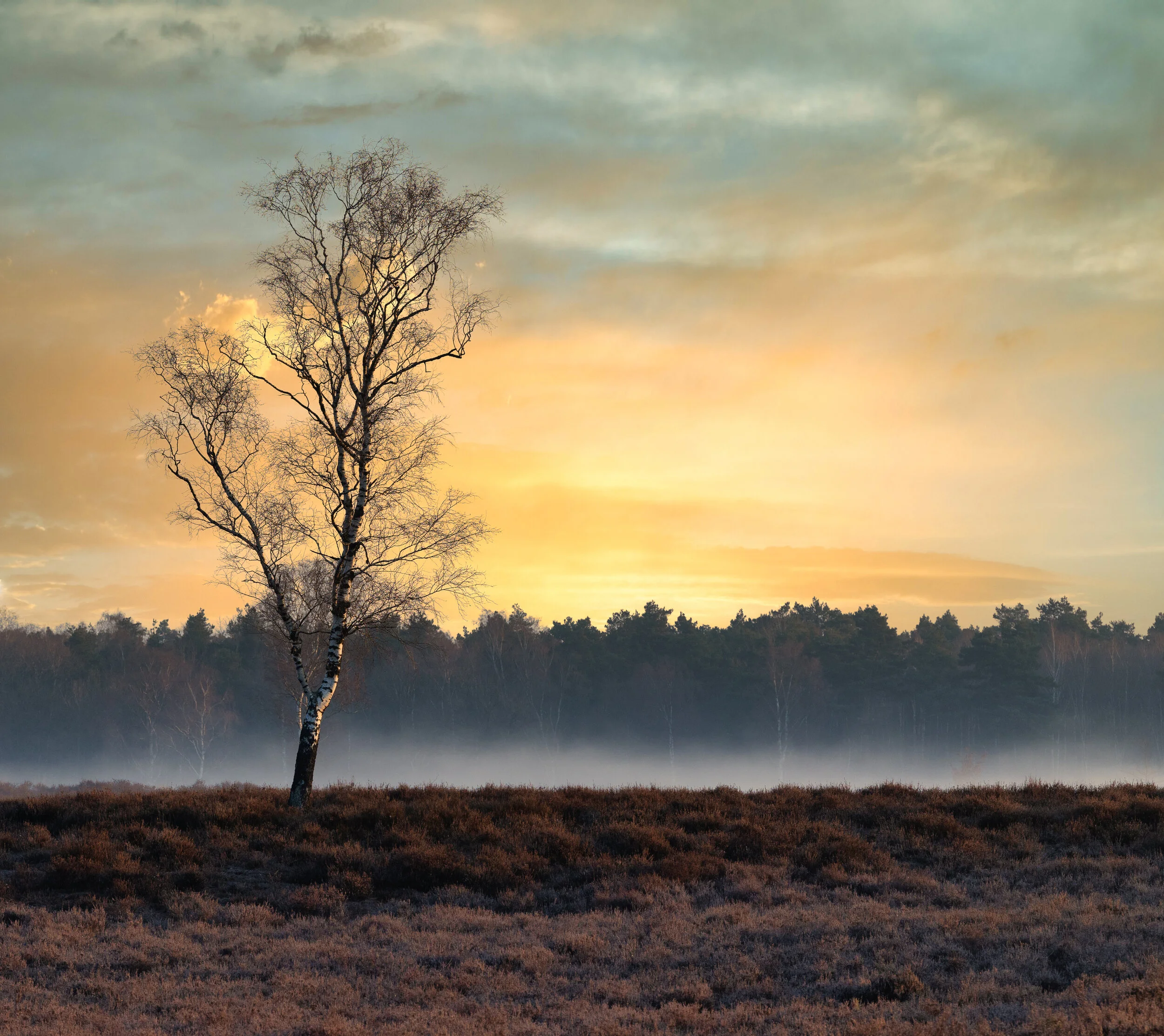 Early morning on the heather